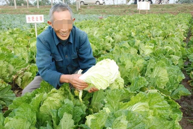 菜农种菜除了会田间管理之外还有会这三点，不然菜卖不上价钱