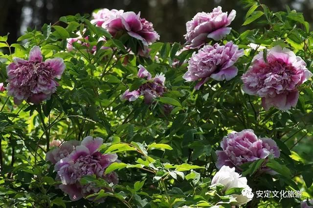 安定：西岩牡丹醉游人，花开时节动凤城