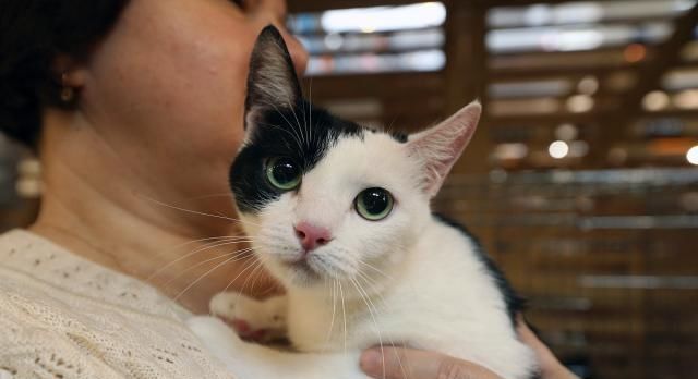 猫咪会很讨厌小猫吗