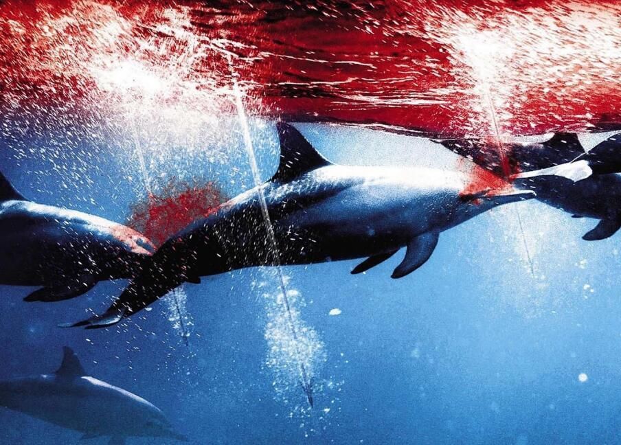 水族馆的海豚表演,是对她们最美丽的伤害