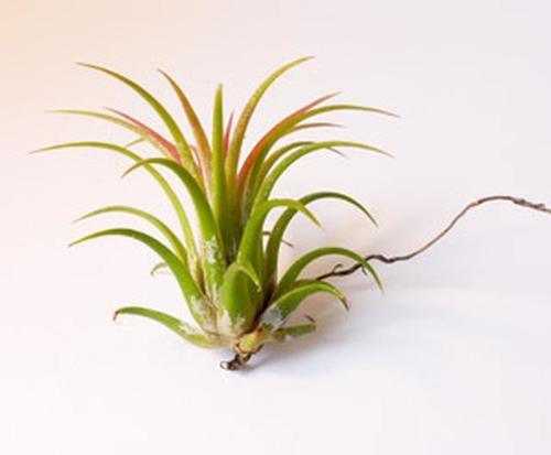 养盆景不想浇水?空气凤梨几周浇一次水,不知道