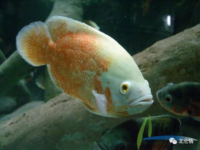 地图鱼,人们水族箱里的最爱