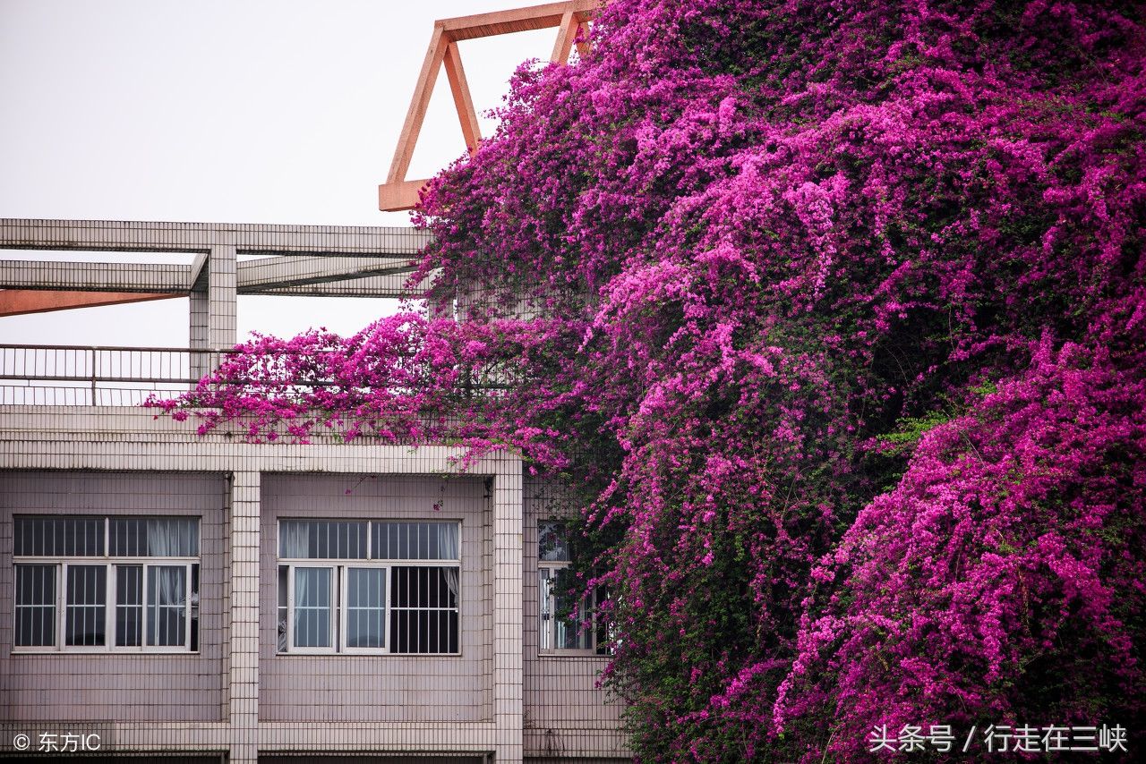 三角梅花开成瀑，花团似锦姹紫嫣红