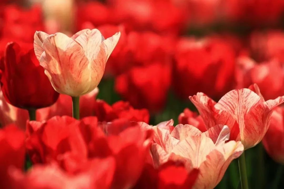 来,我们一起叫醒春天!杭州规模最大的郁金香花展来了
