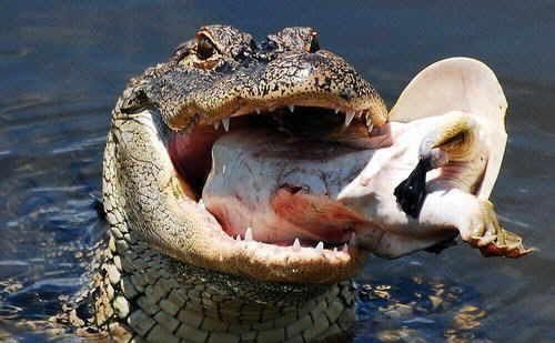 乌龟的视频真实 t01221ef420649163aa.jpg