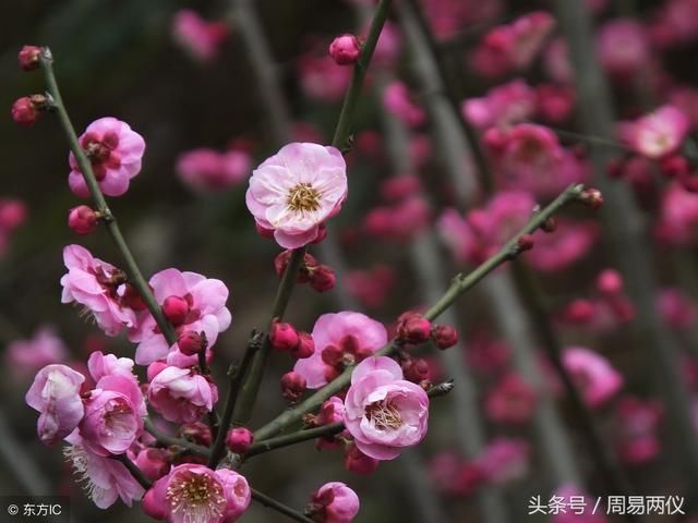 春回大地，运势回升！3大生肖10号过后，财运水涨船高！有你吗？