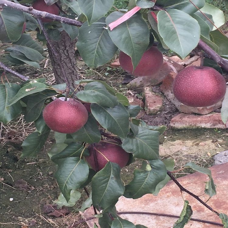 现在可种什么果树 t012231df305c38cd9f.jpg