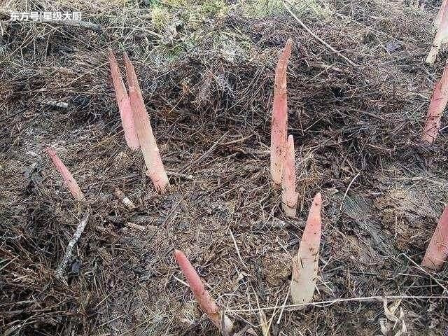 农村长在杂草堆的美食，城里人花再多钱也买不到！