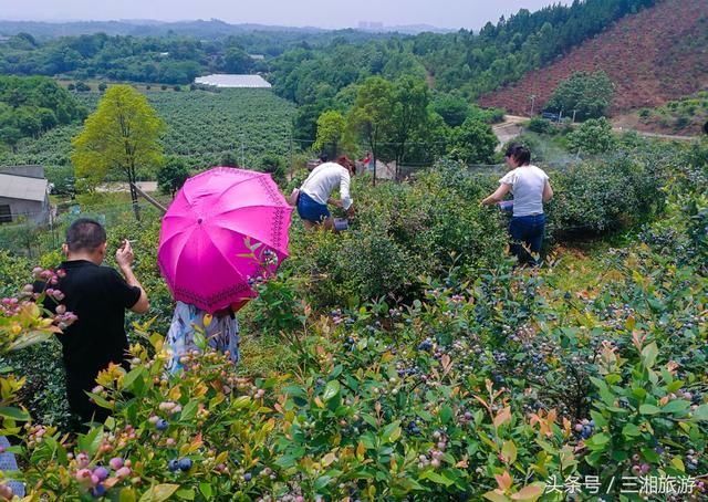 长沙南部有个蓝莓基地，果大微酸带甜味，初夏已进入盛果采摘期