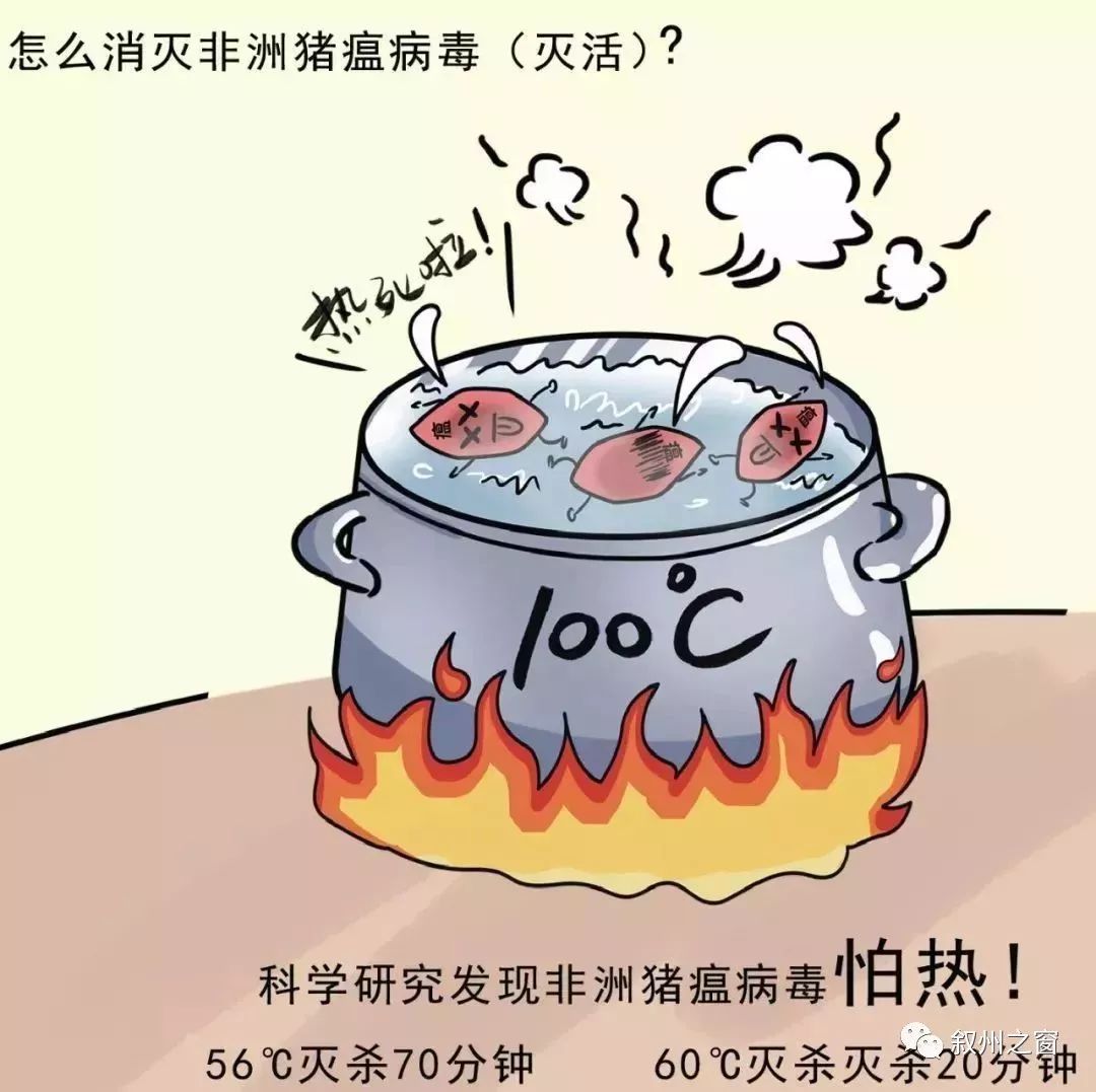 非洲猪瘟传染人?致市民的一封信