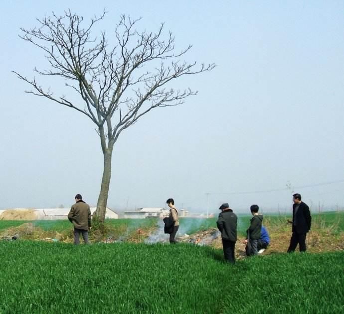 农村坟头种树有讲究，不仅种类有规矩，数量也有说法!