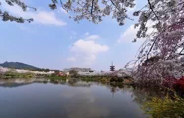 樱花漫天，是恋爱的季节？