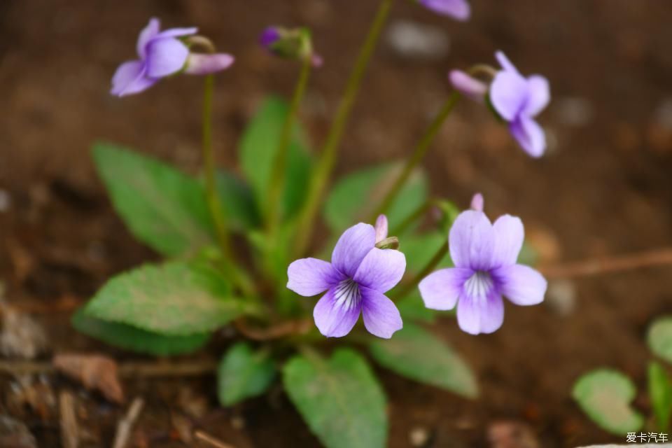 《春之彩》文瀛公园遛个弯!