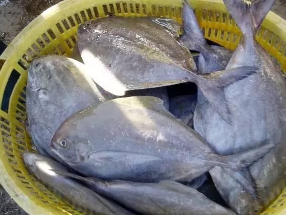海南渔民整理的海鲜大全 ，以后不怕不认识海鲜了，赶紧收藏!