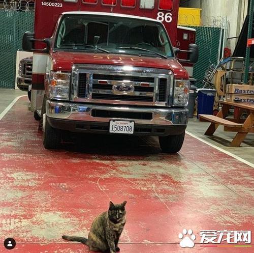 乖巧消防猫遭匿名投诉 下令被迫搬出消防局
