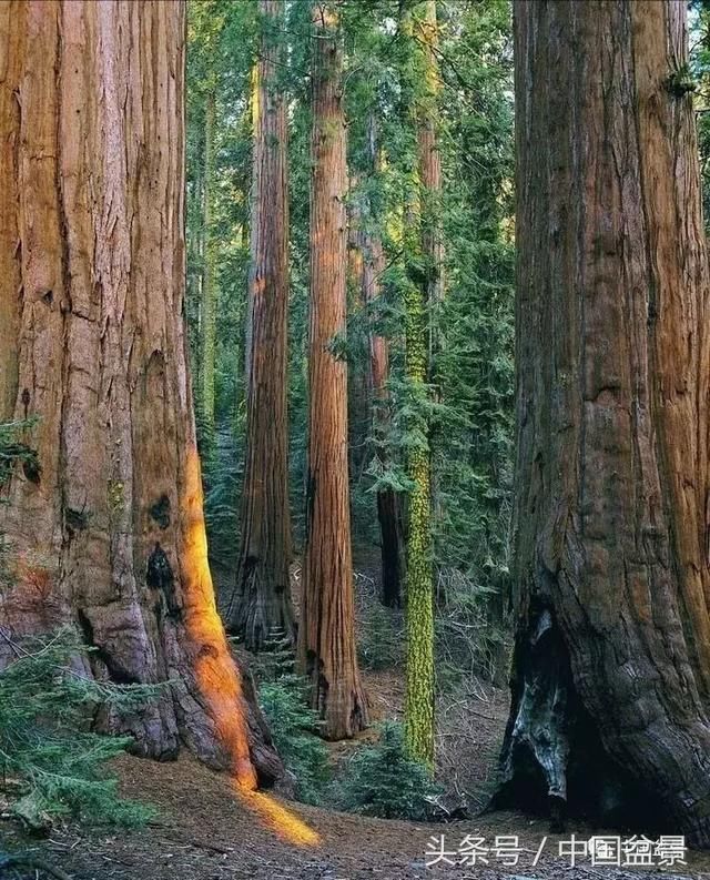 师法自然原始丛林