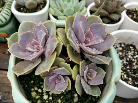 多肉种植技巧沙子 t0122f7db54b65d5f84.jpg