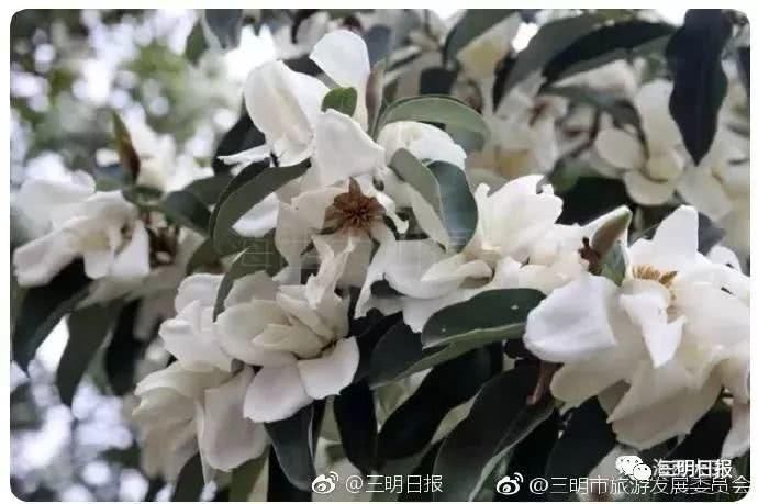 永安天斗红梅开！三明赏花处还有哪里？