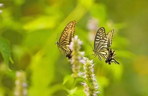 夏至--相当霸气且资历老道