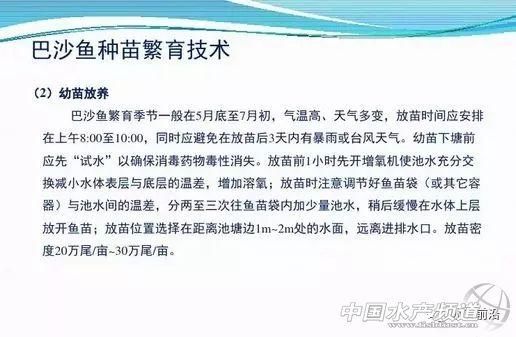 巴沙鱼或要引爆华南水产养殖业