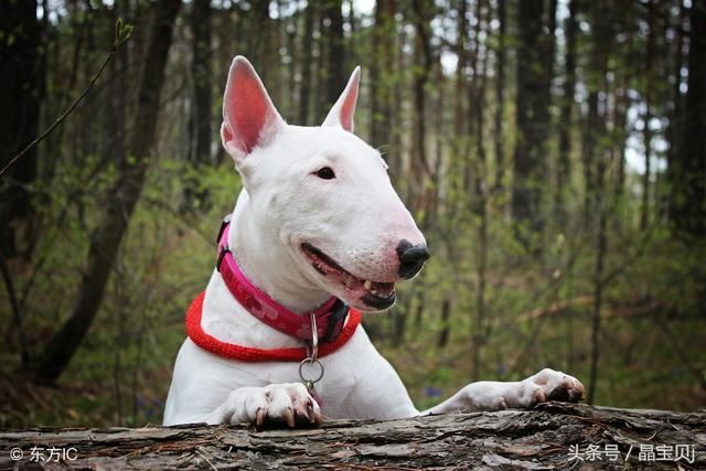 护卫犬排名_卡斯罗护卫犬