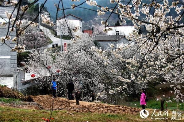 湖北十堰:樱桃花开早 风景美如画