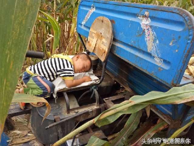 三岁农村娃跟着母亲掰玉米,困的睡三轮车头,掉