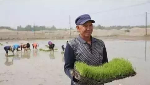 厉害了！盐碱地里种水稻，带领人民脱贫致富！