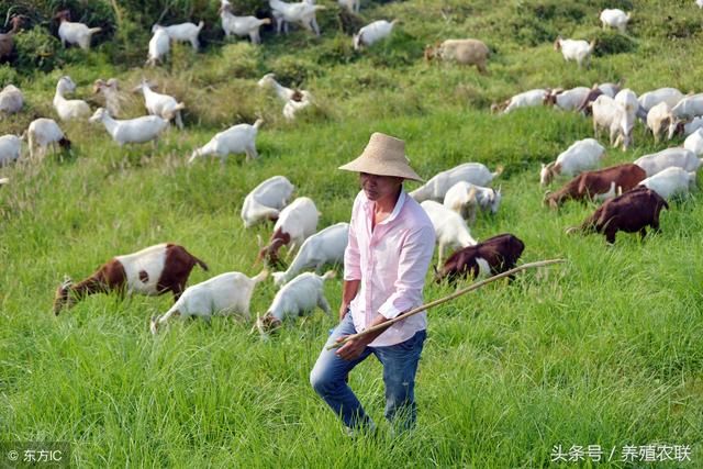 山羊夏季养殖管理八要点，精心养殖安全度夏