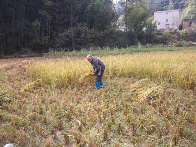 未来农村，这四类农民将要过“苦日子”前两类家家都有！