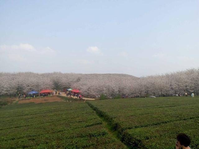 贵州平坝农场樱花园世界最大樱花基地面积达13万亩近70万株