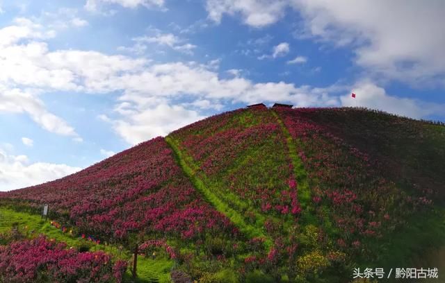 湖南西部有一座会“变红”的山，因一种让人“吃饱饭”的花而出名