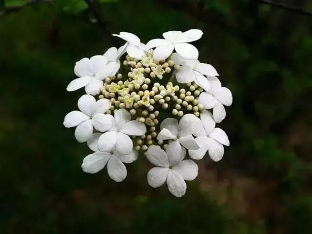 每种花都有特定的花开时间， 掌握这个时间， 为你营造最美的美景