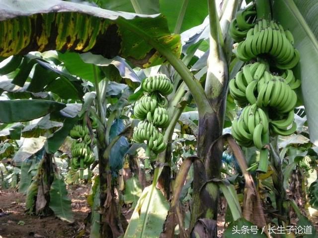 东北游客在广西偷摘香蕉事件是法律之痛,文明