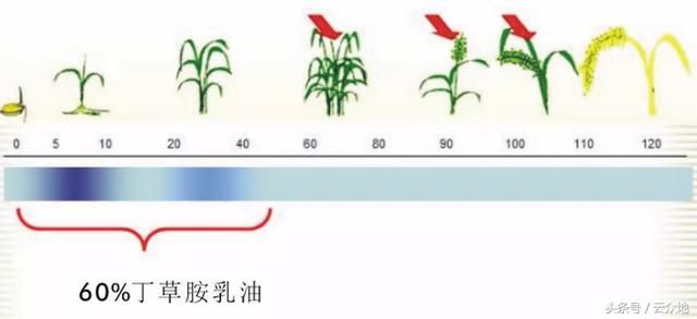 水稻直播田用60%丁草胺乳油封闭除草，防除稗草、千金有特效！