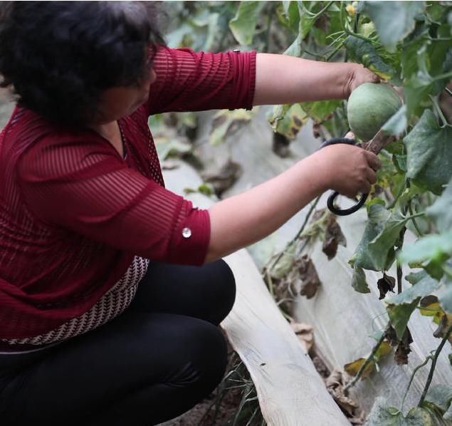 盐湖区王范乡农民张志宏栽种绿博特甜瓜供不