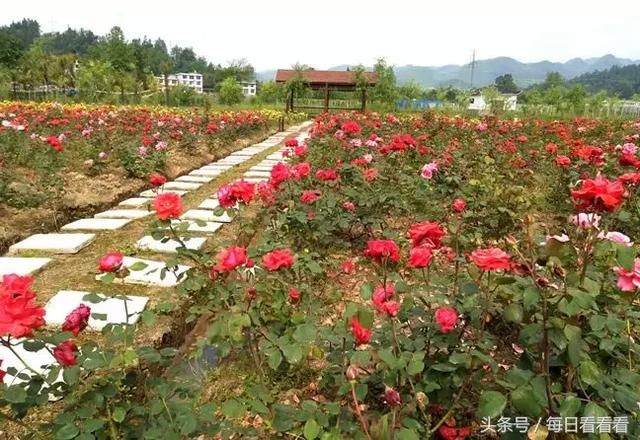 利川一女子隐居乡村3年，种下一大片浪漫花海，美哭啦……