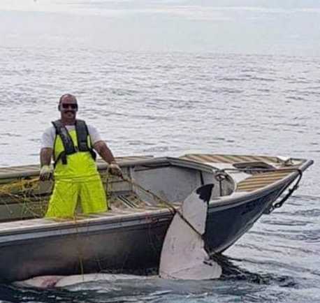 身长4.6米的大白鲨日前现身悉尼最热闹海滩 官