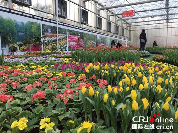 成都彭州2018年通济花海荷兰郁金香节启幕