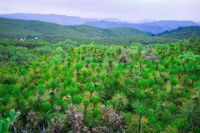 这里有峡谷、林海、古村、花海！昆明直达，美得无死角！