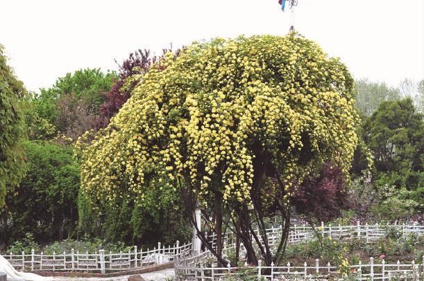 野生蔷薇属植物的常见观赏品种有哪些？