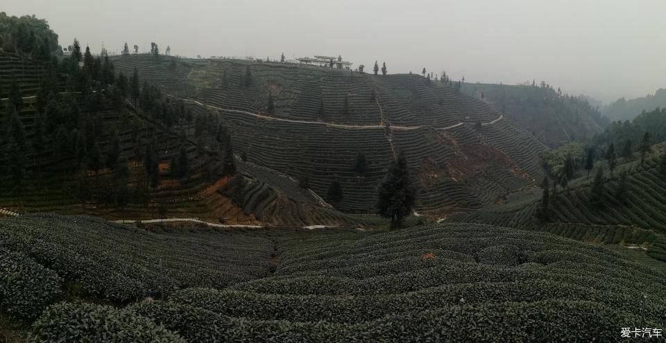 参观牛碾坪万亩观光茶