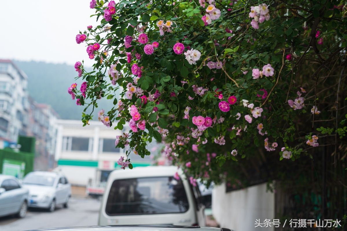 街头的蔷薇花绽放，济南玉函路最美花墙来啦!