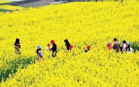 全部免费看!成都郊区7处油菜花海相继绽放,最大的竟有10万亩!