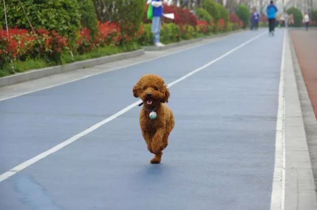 5000人一起徒步看樱花？！人从众，花美，人更美！