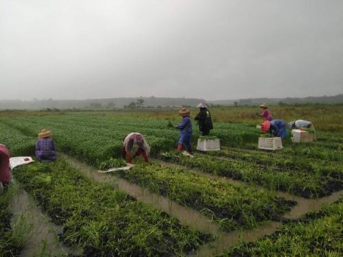 应对强降雨影响 海口市菜篮子集团多举措保供