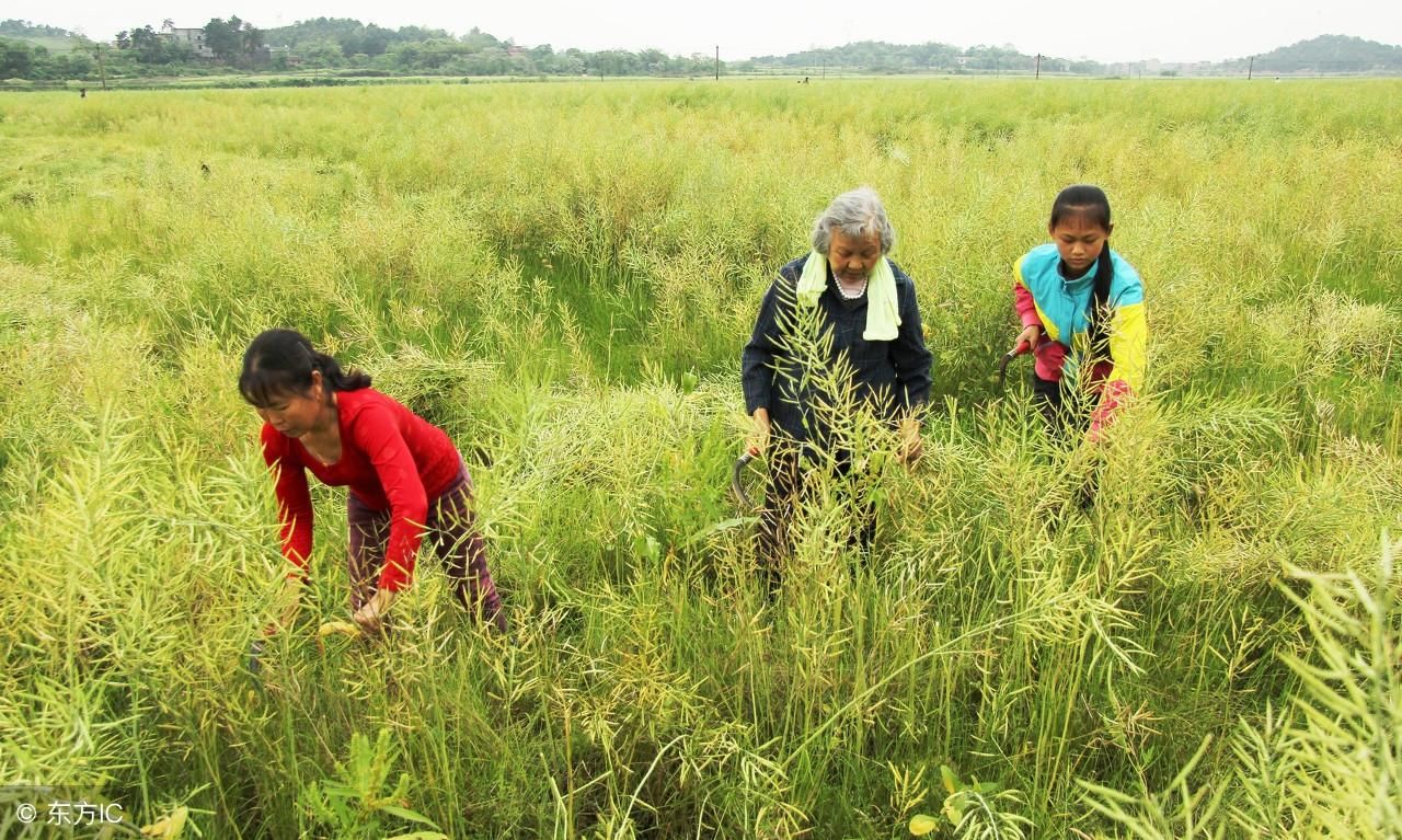 看了咸阳北五县种油菜的农民，我终于知道他们为什么这么穷了