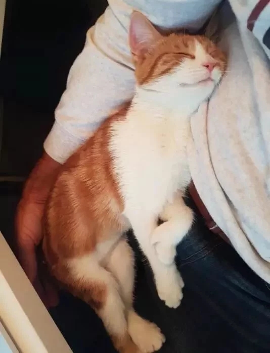 (文摘)从流浪猫到新西兰“第一猫” 这只橘猫用短短一生照亮了世界 - aihua191 - aihua191的 博 客 (文摘)从流浪猫到新西兰“第一猫” 这只橘猫用短短一生照亮了世界 - aihua191 - aihua191的 博 客
