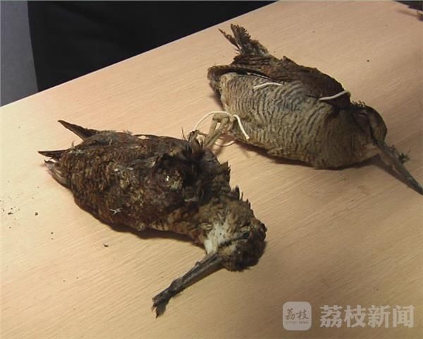 贪野味非法狩猎 一天捕获44只鸟类