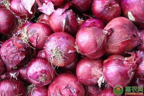 今日洋葱多少钱一斤?最新洋葱收购价格行情
